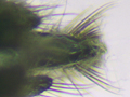 Dolerus niger